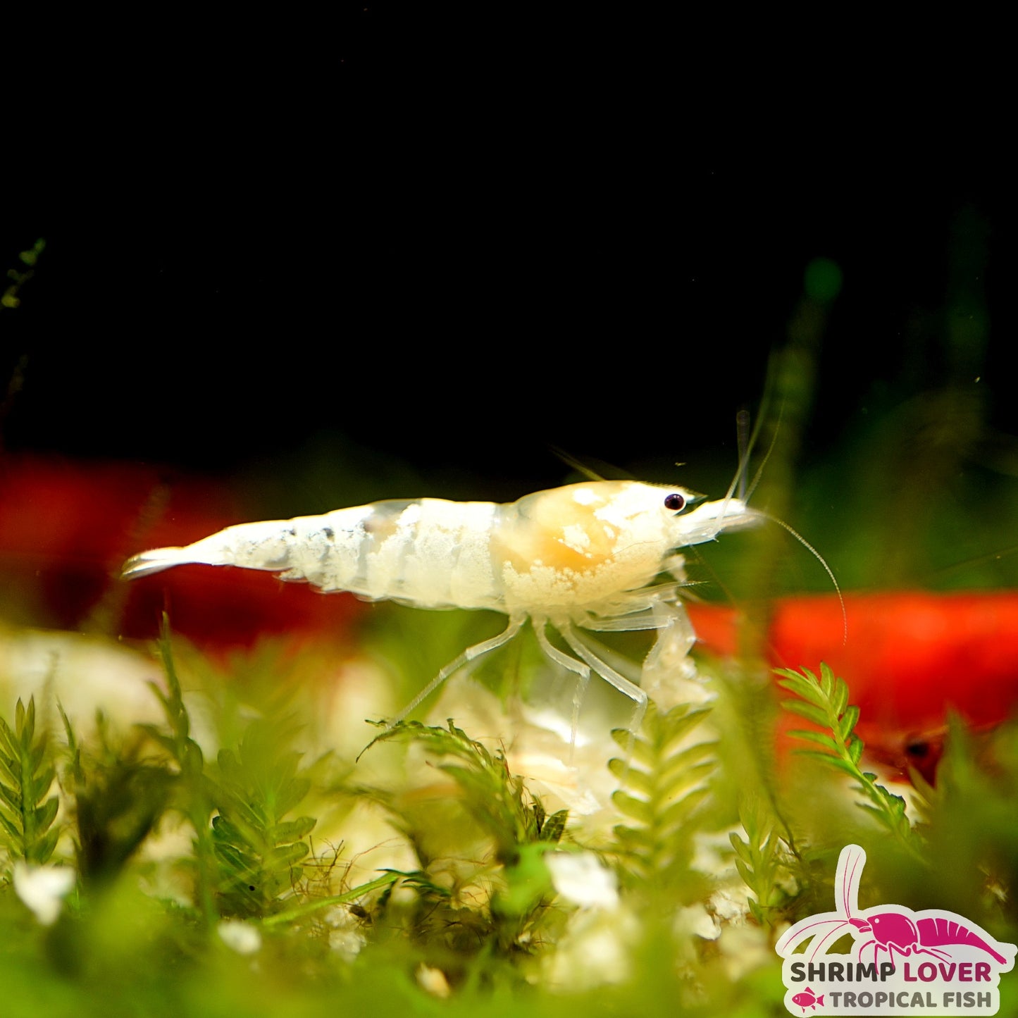 Clear crystal shrimp ( Ghost Bee shrimp )