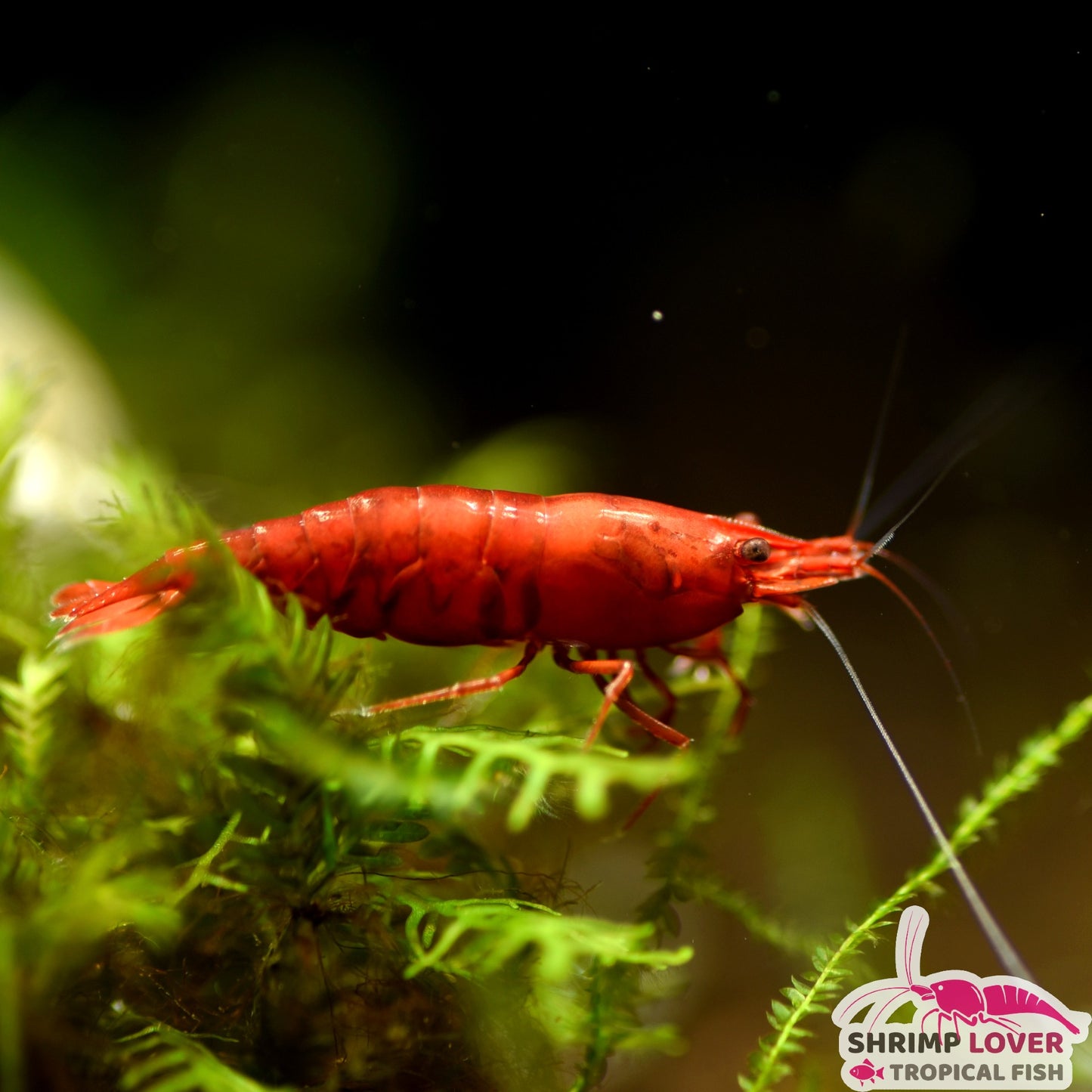 Bloody Mary Shrimp (Neocaridina Shrimp)