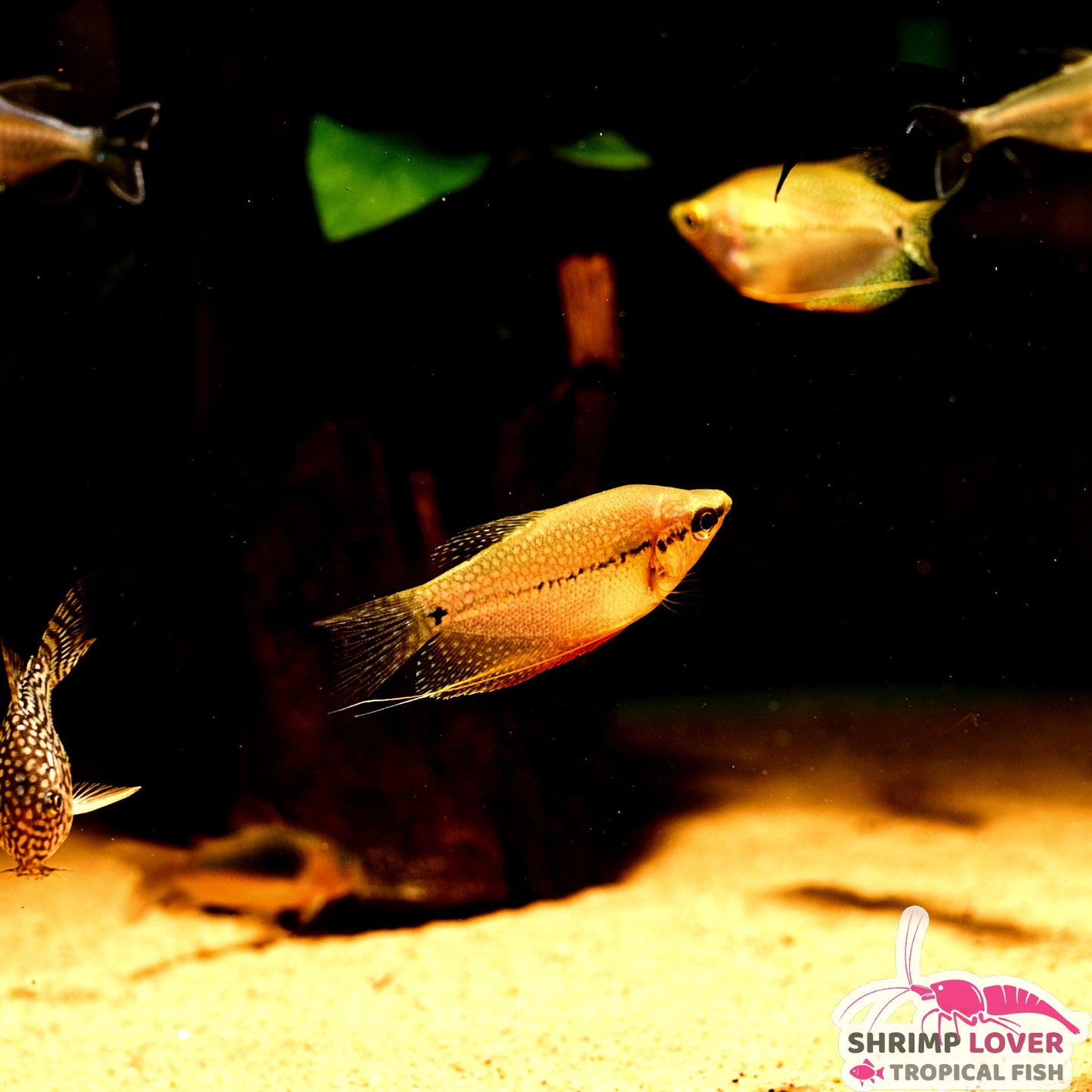 Pearl Gourami