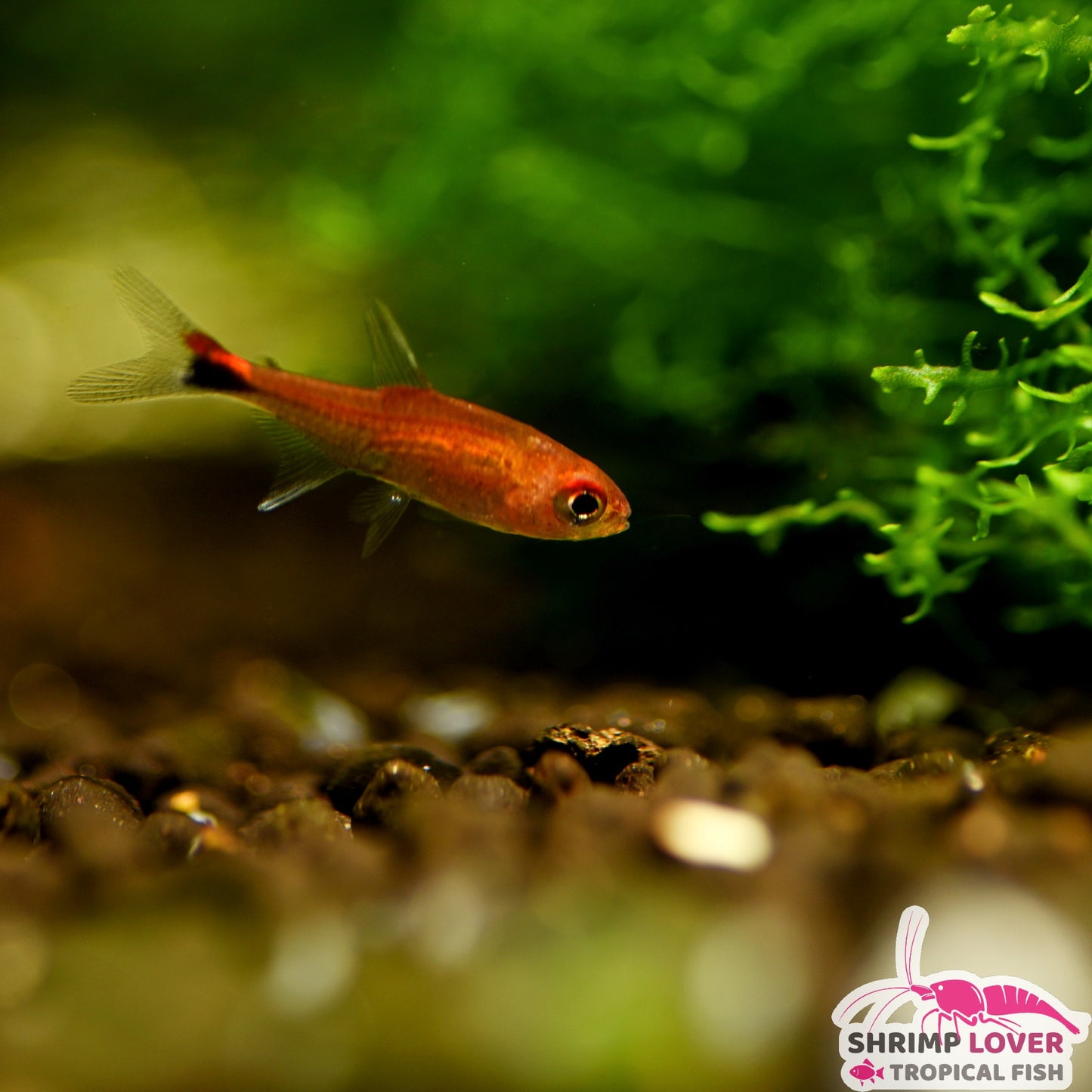 Ruby Tetra (Axelrodia riesei)