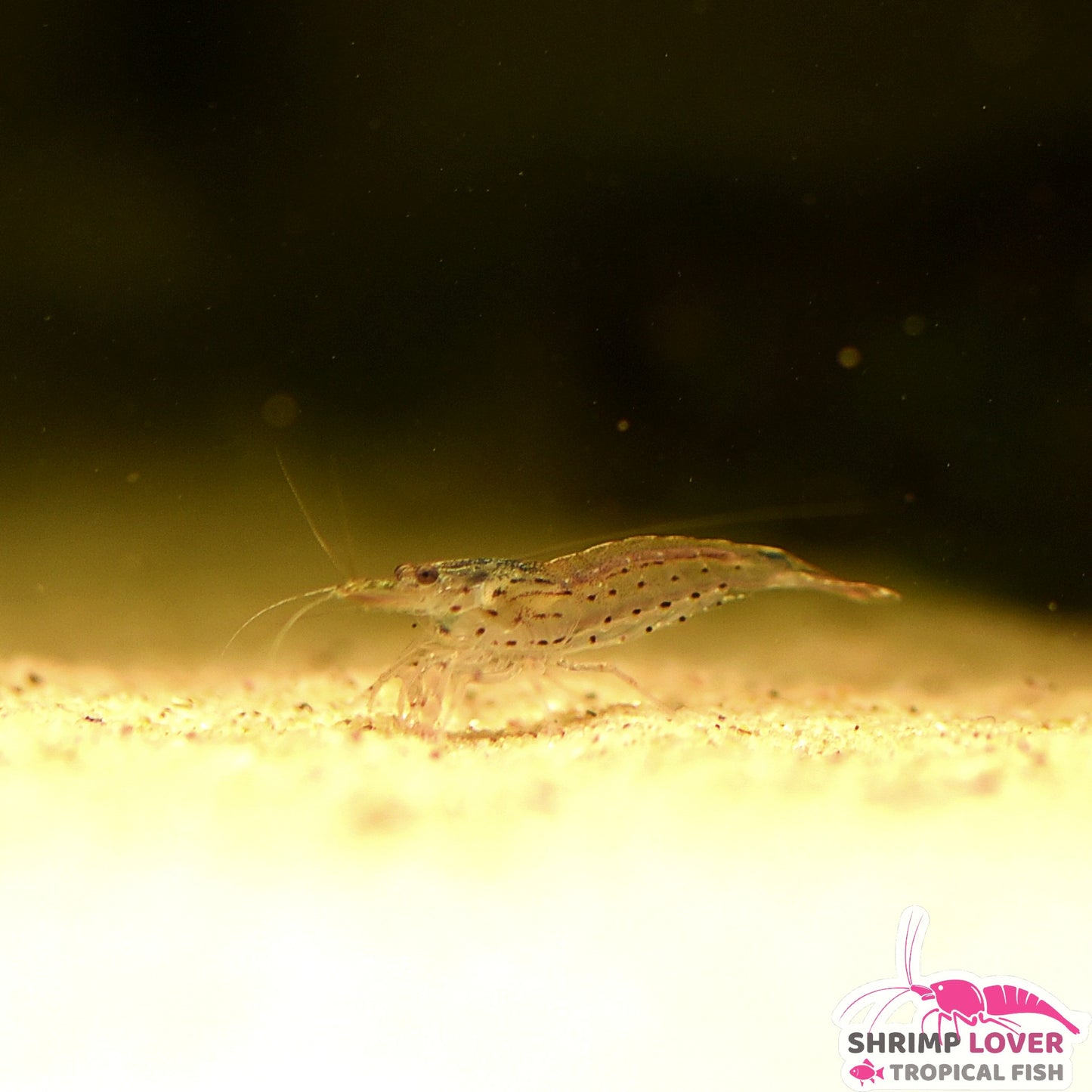 Amano Shrimp