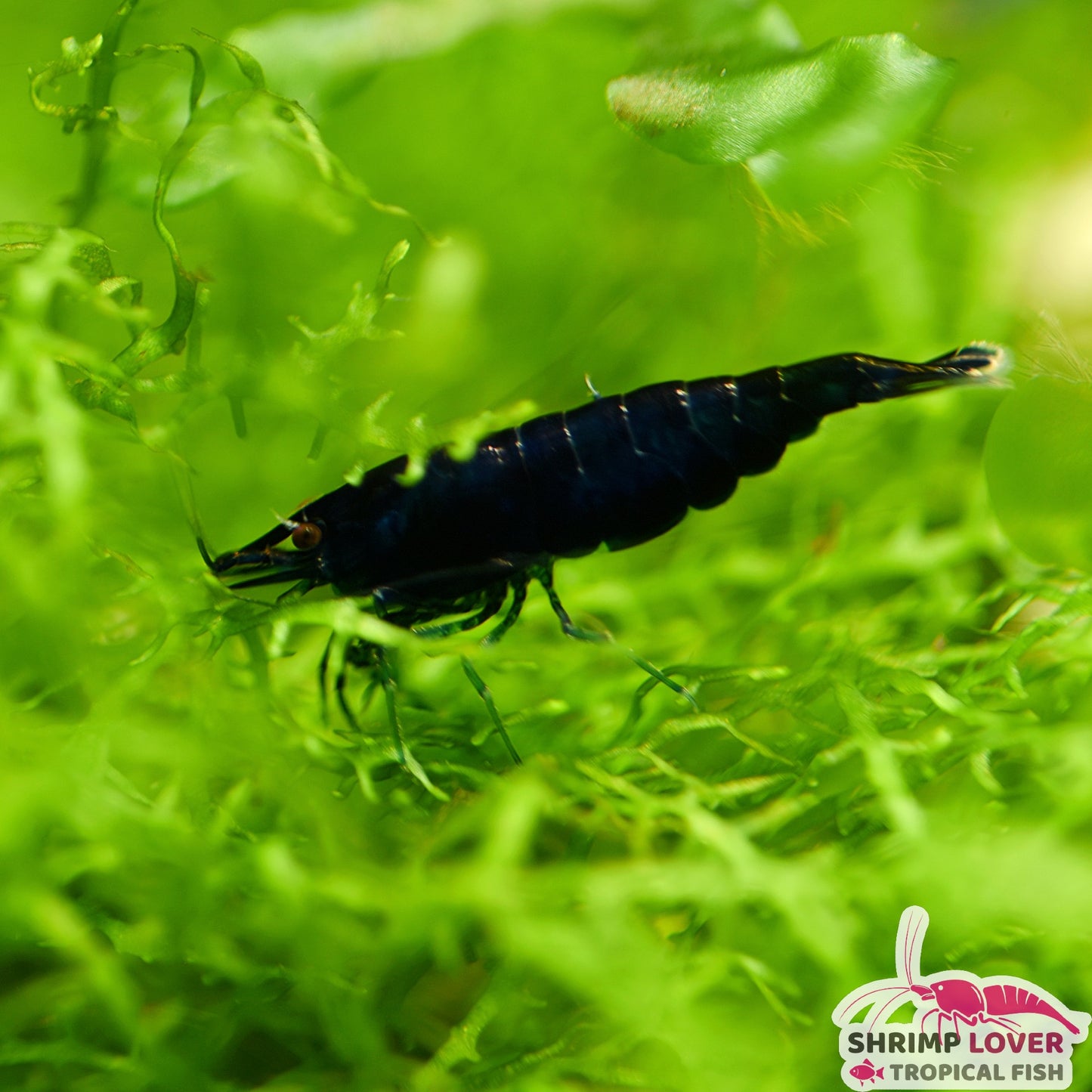 Blue Diamond shrimp (Neocaridina Shrimp)