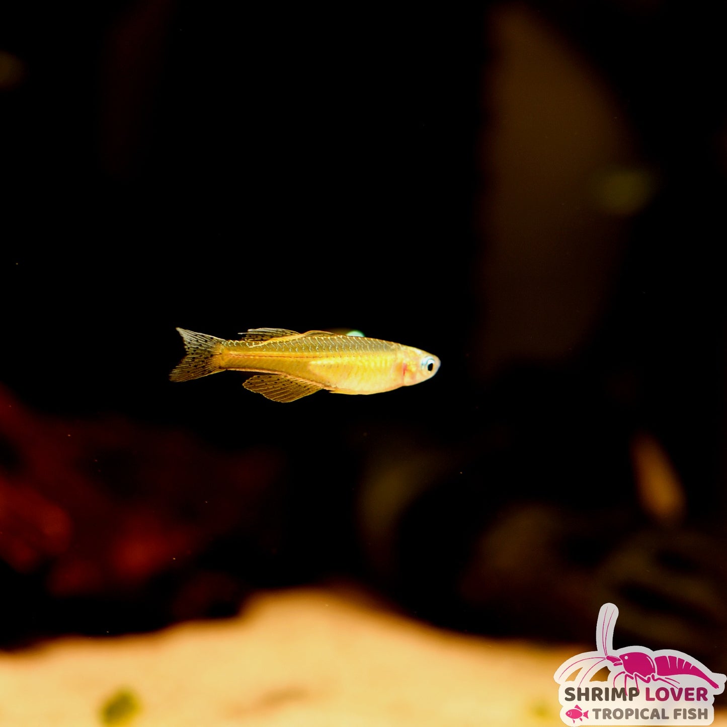 Spotted Blue Eyes Rainbow