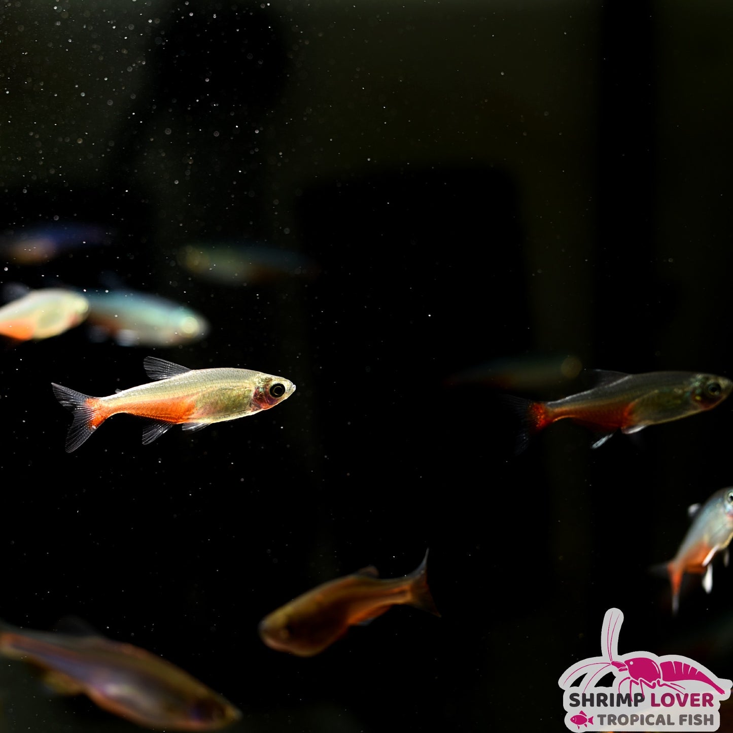 Rathbuni Green Fire Tetra