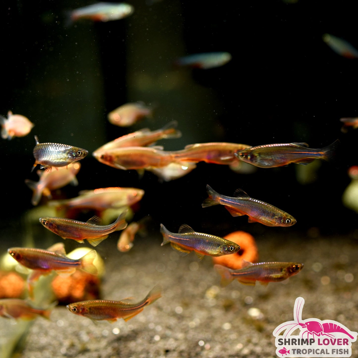 Pearl Danio
