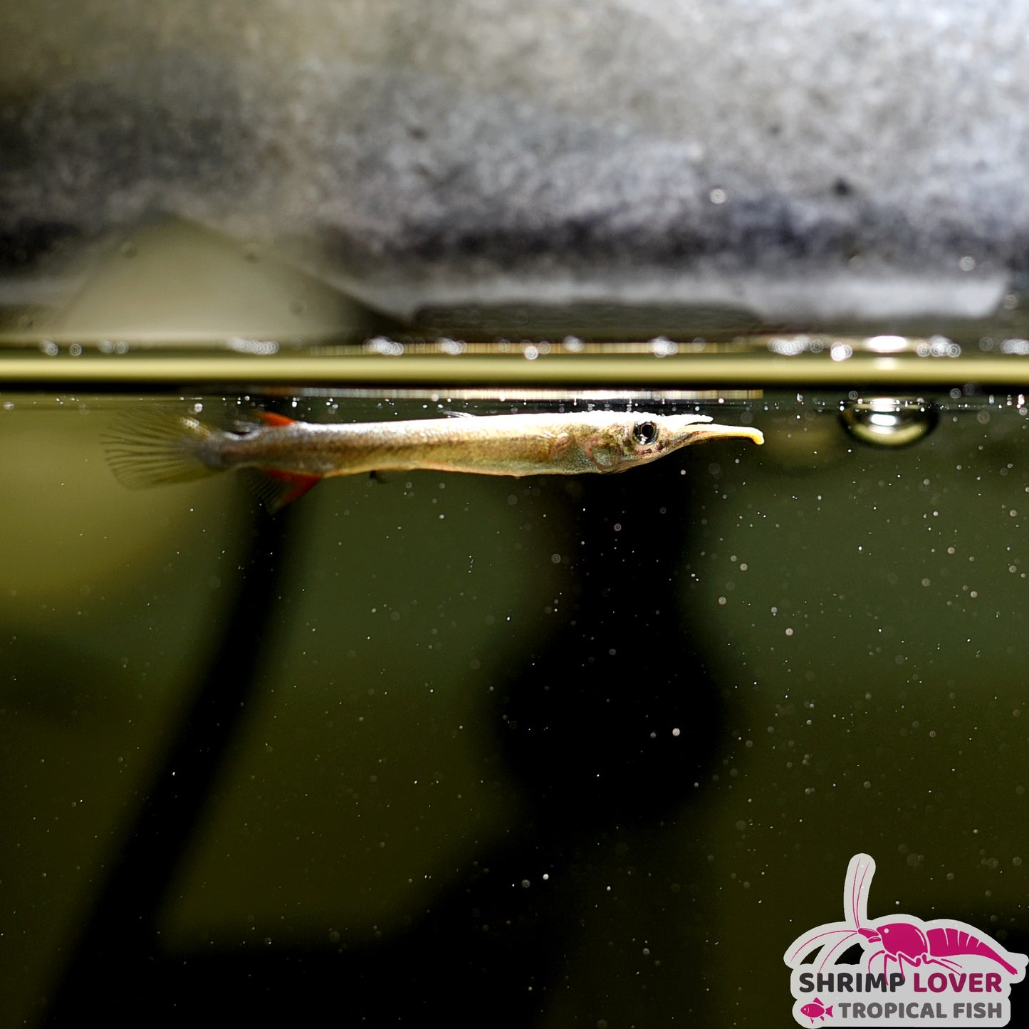 Halfbeak