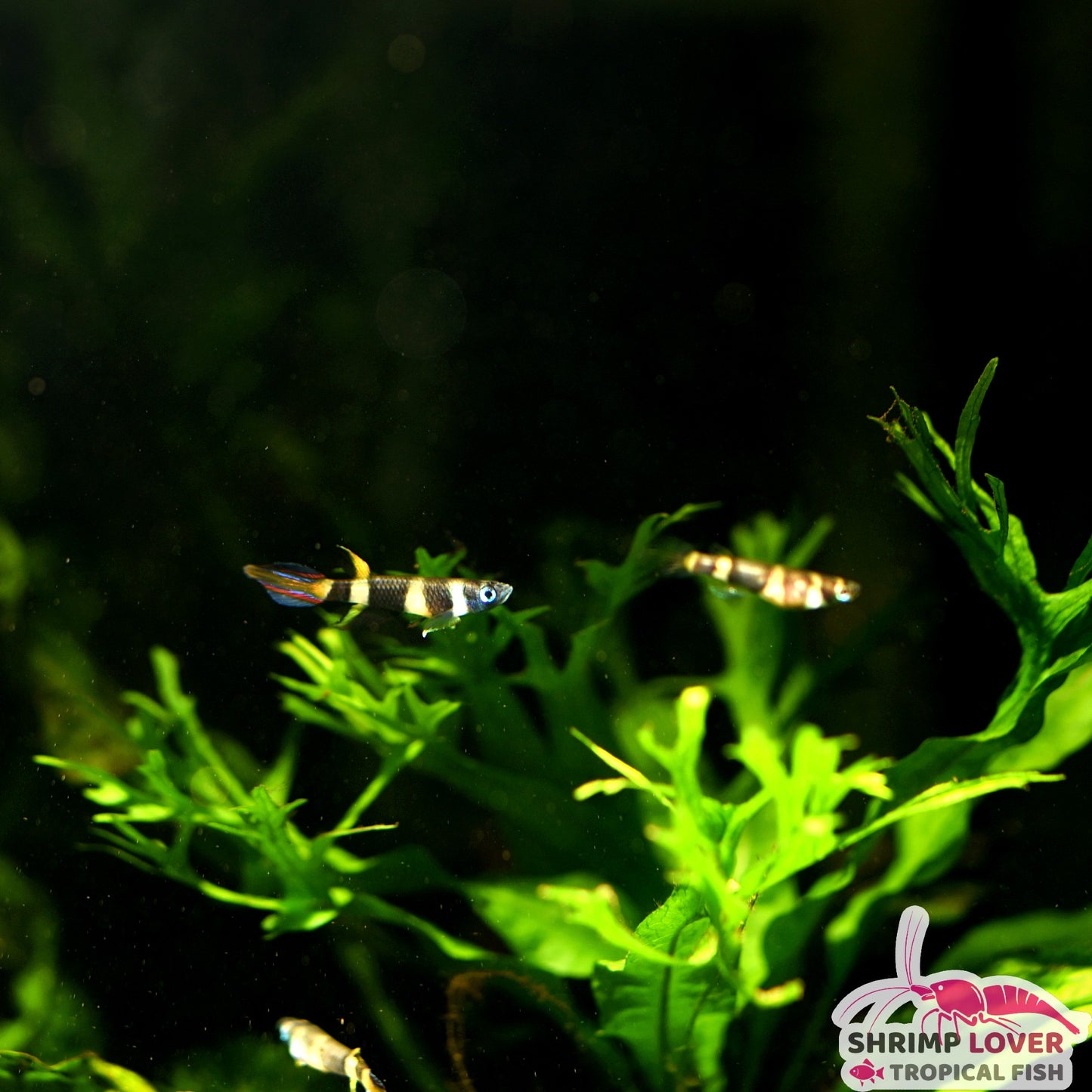 Clown Killifish (Banded panchax)