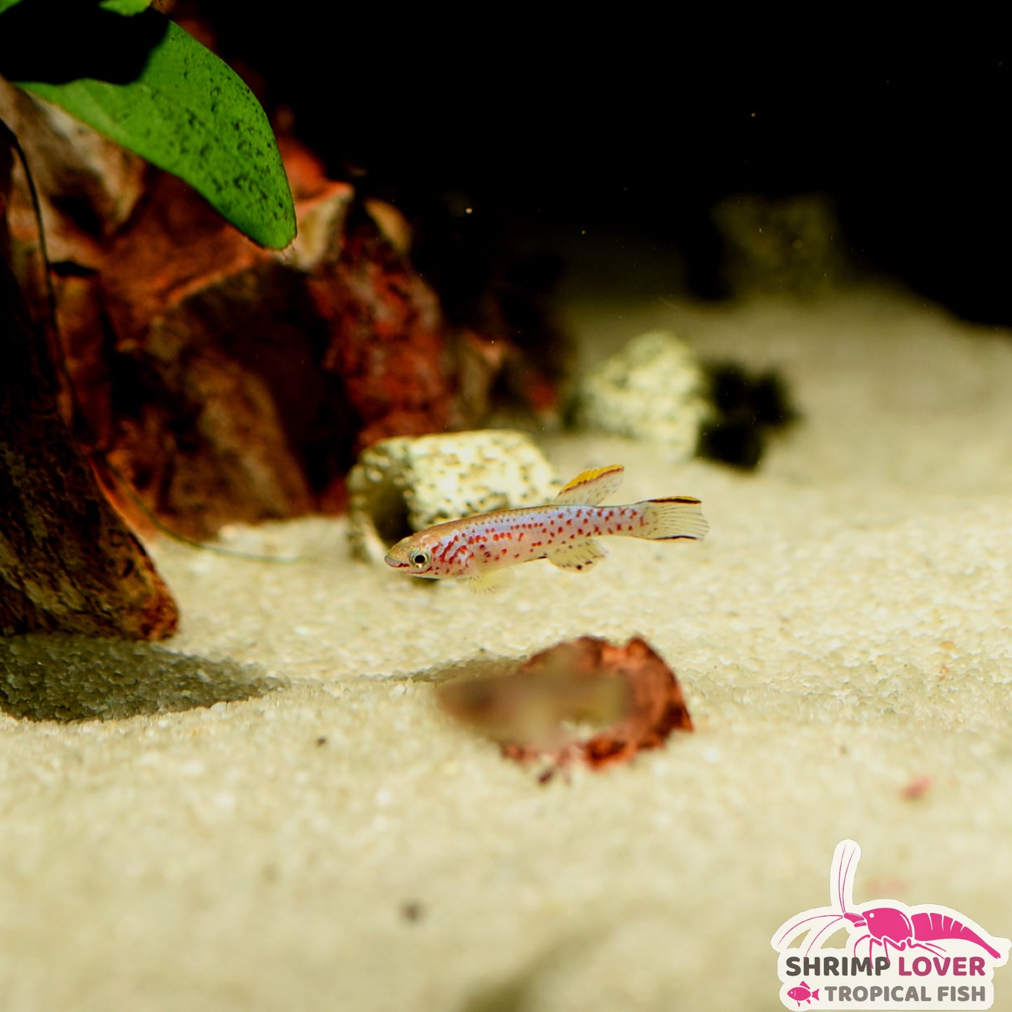 Steel Blue killifish