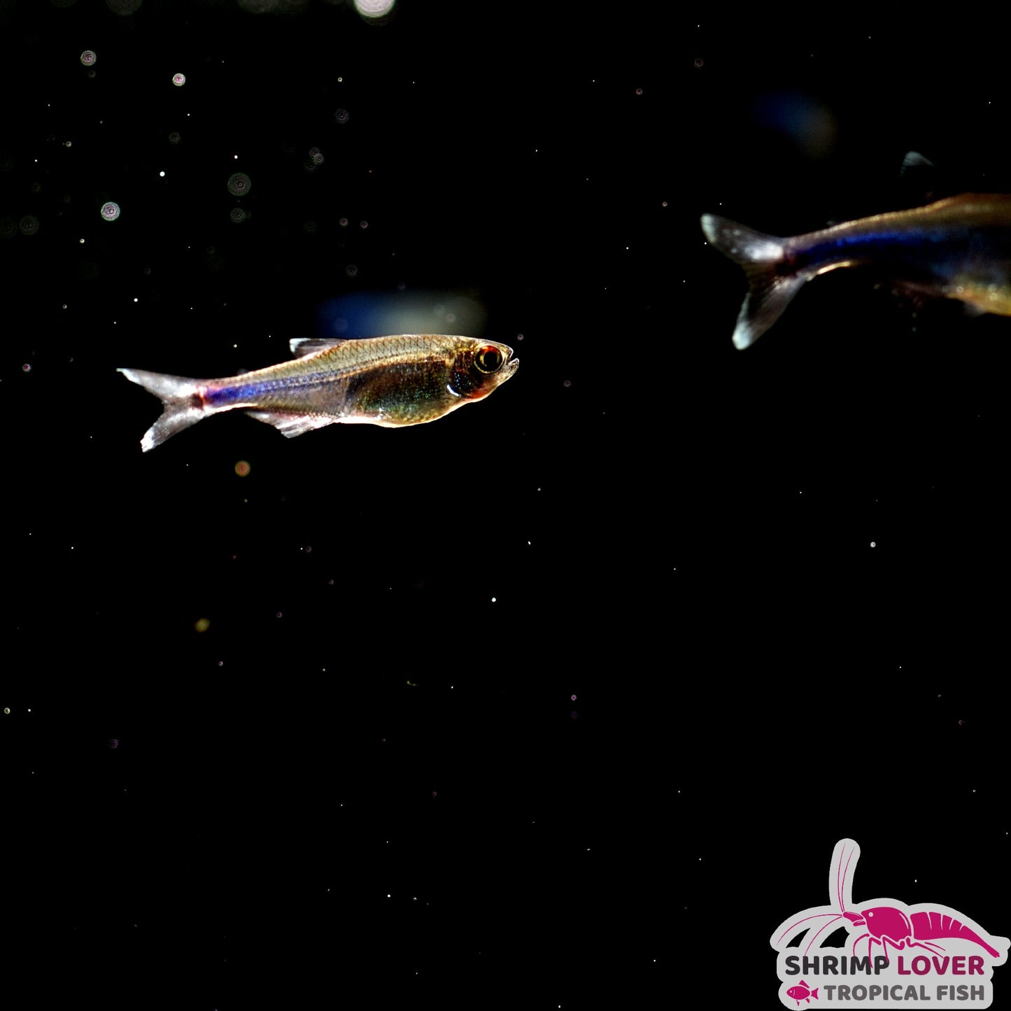 Blue King Tetra ( Boehlkea fredcochui )