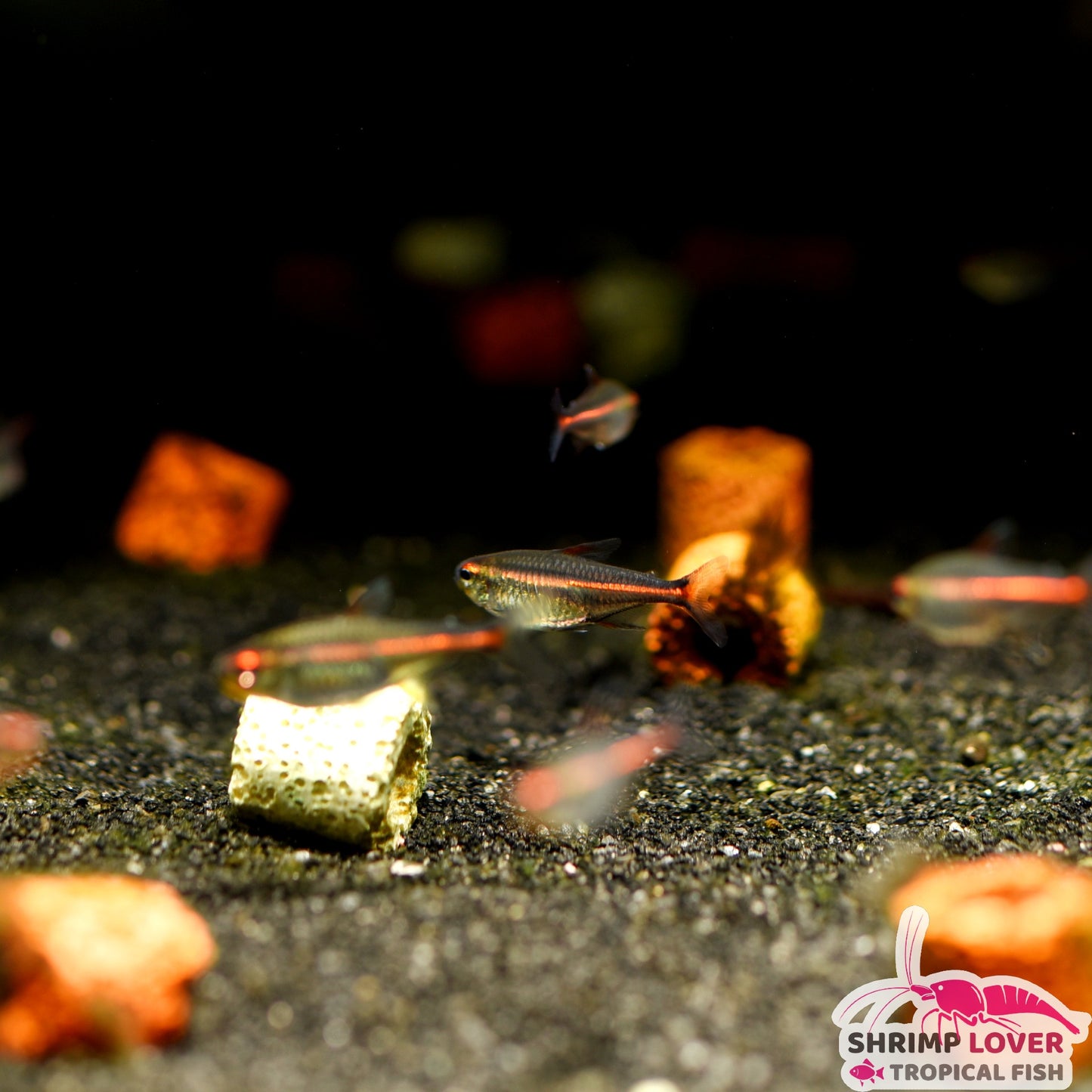 Glowlight Tetra