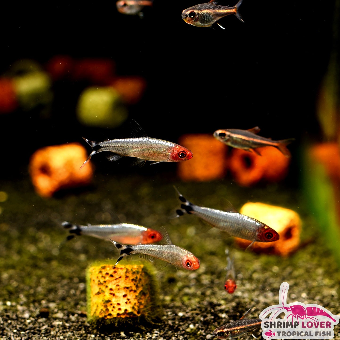 Platinum Rummy Nose Tetra