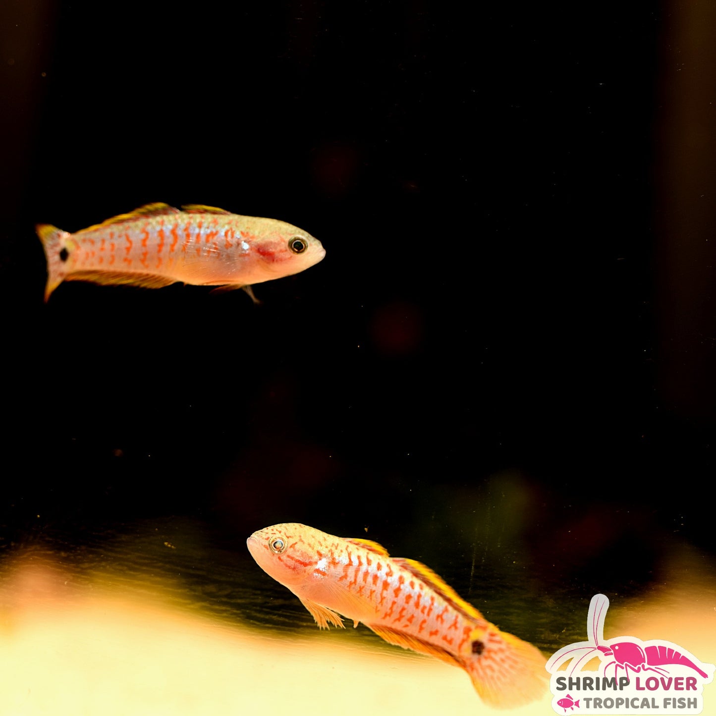 Peacock Gudgeon Goby