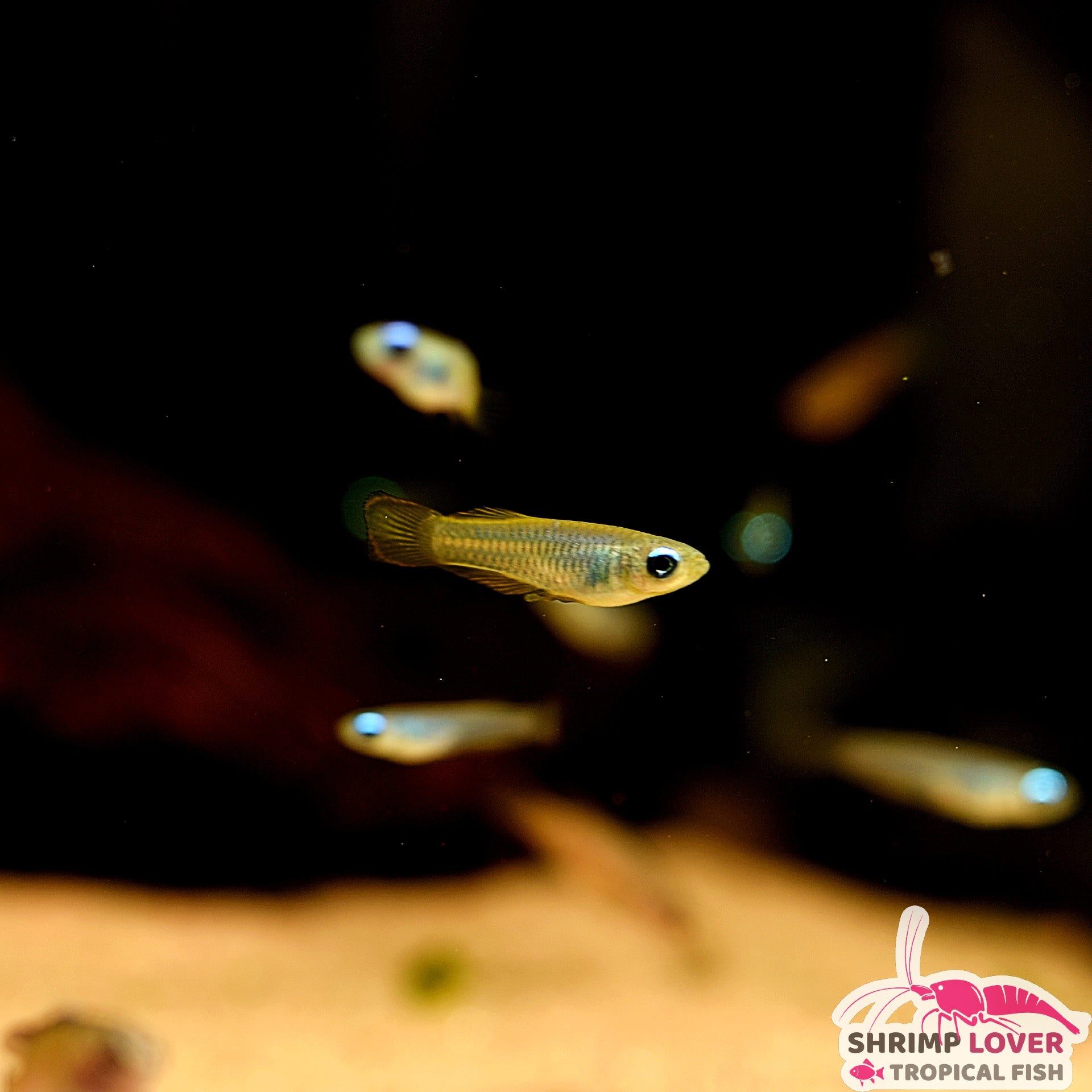Tropical killifish online
