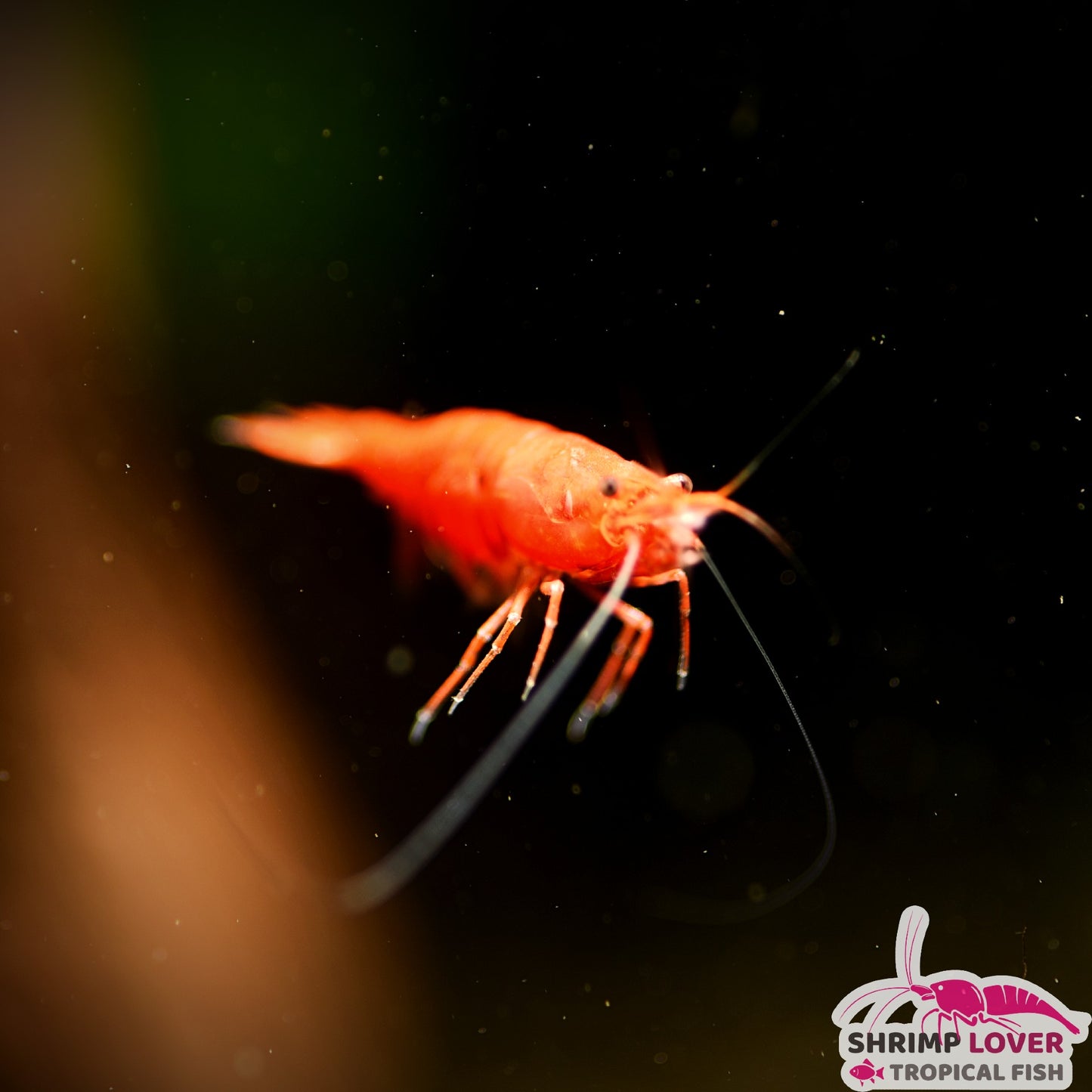 Fire Red shrimp (Neocaridina Shrimp)
