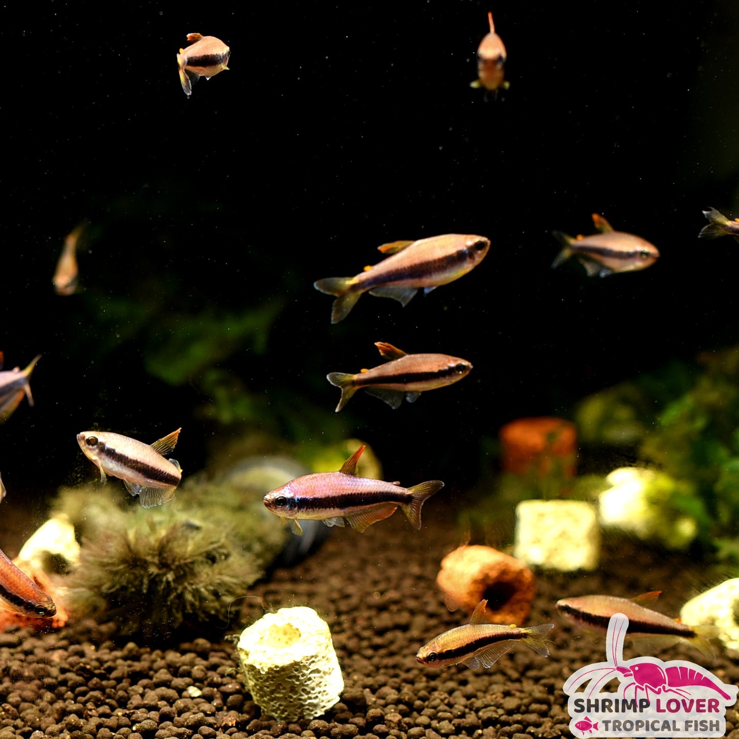 Purple Emperor Tetra (Large)