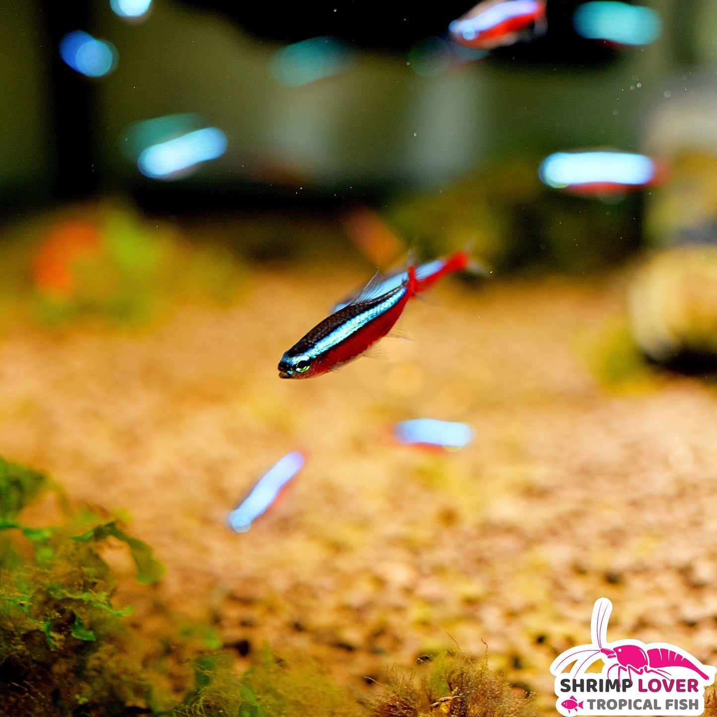 Cardinal Tetra Large