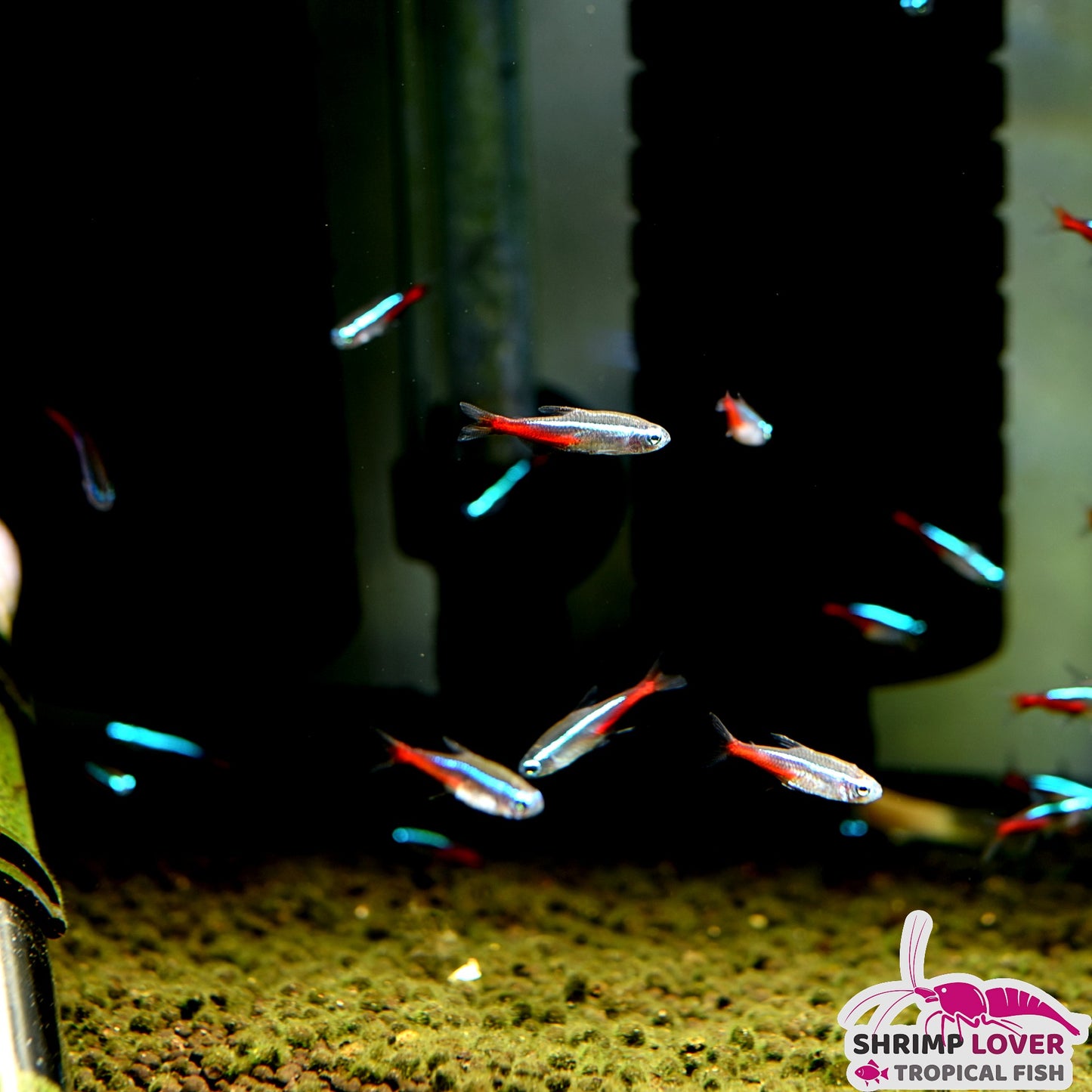 Neon Tetra