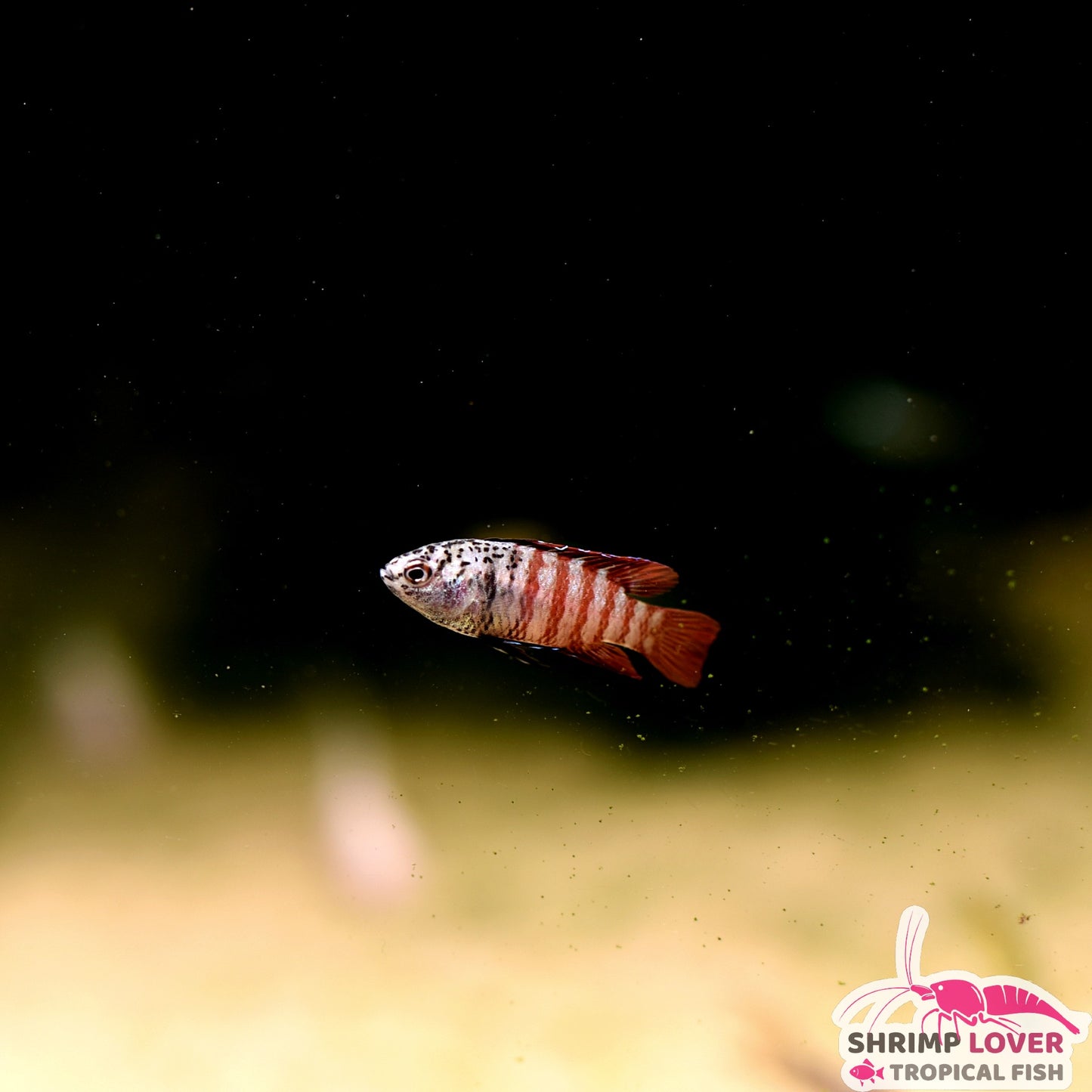 Black tiger Badis