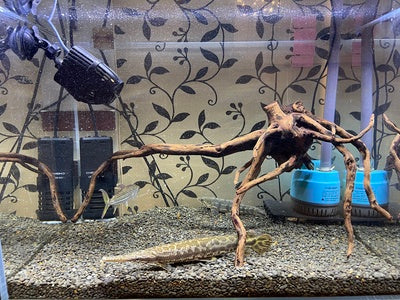 JIYIN LED Planted Freshwater Aquarium Light 8cm~106cm