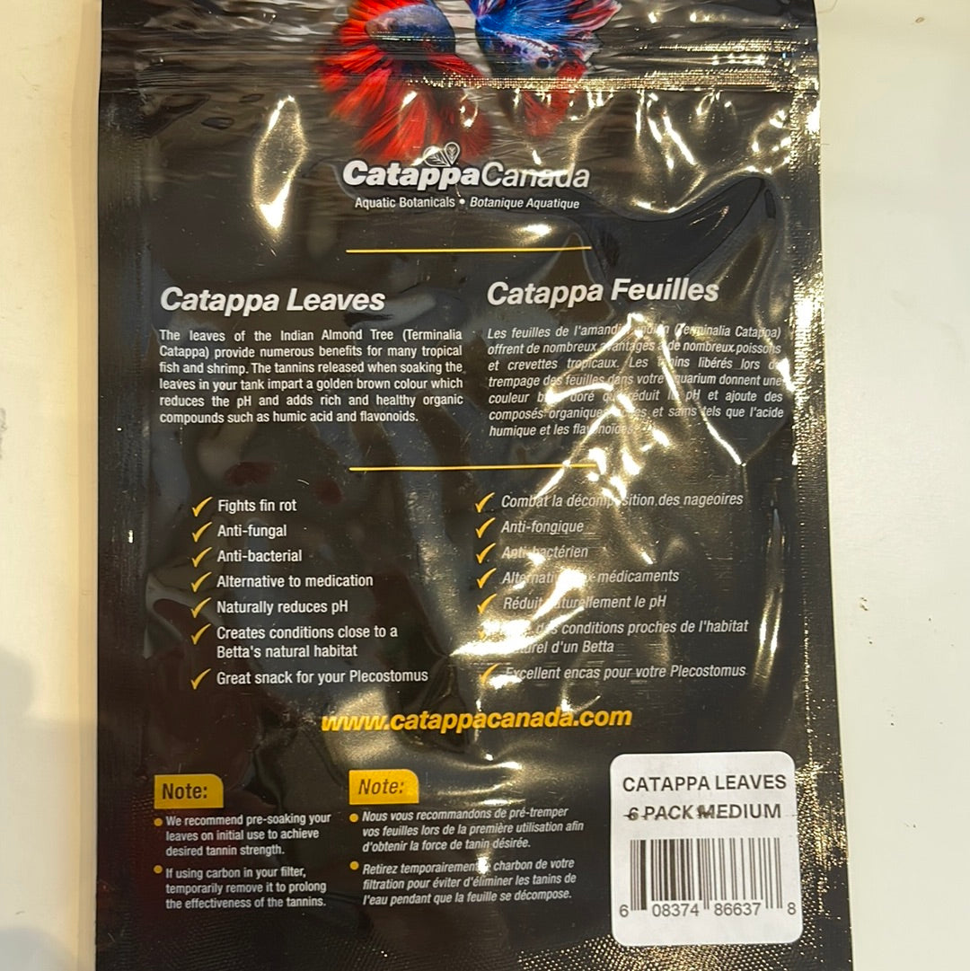 Catappa Leaves 6pack