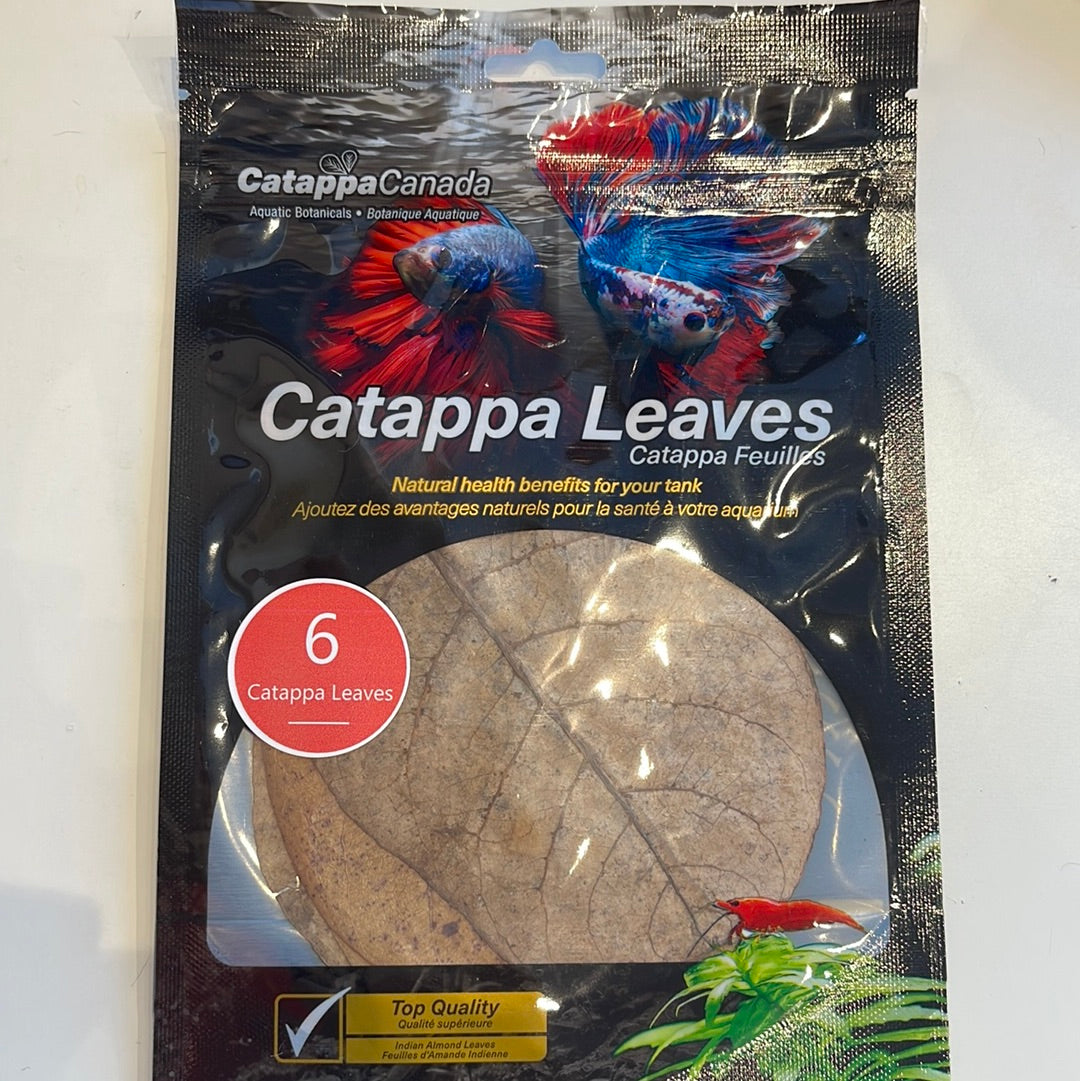 Catappa Leaves 6pack