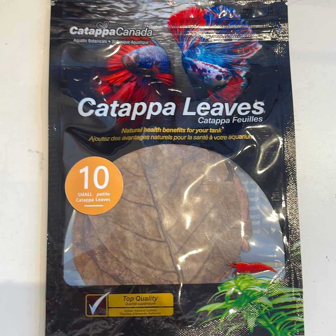 Small Catappa Leaves 10pack