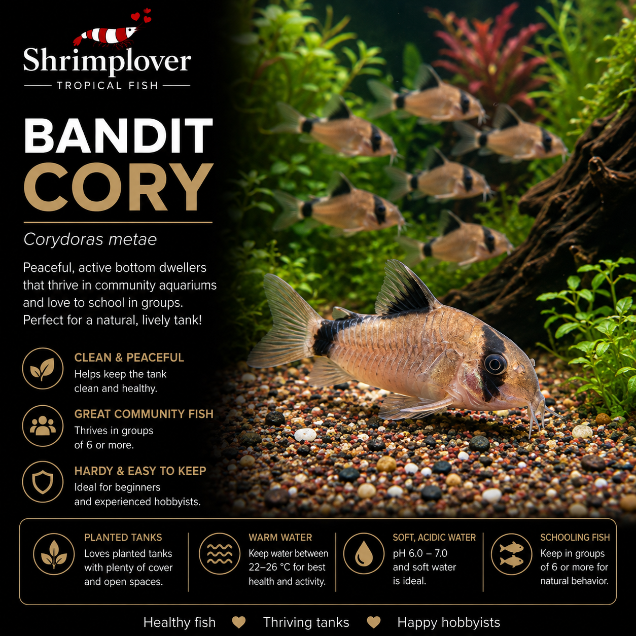 Bandit Cory