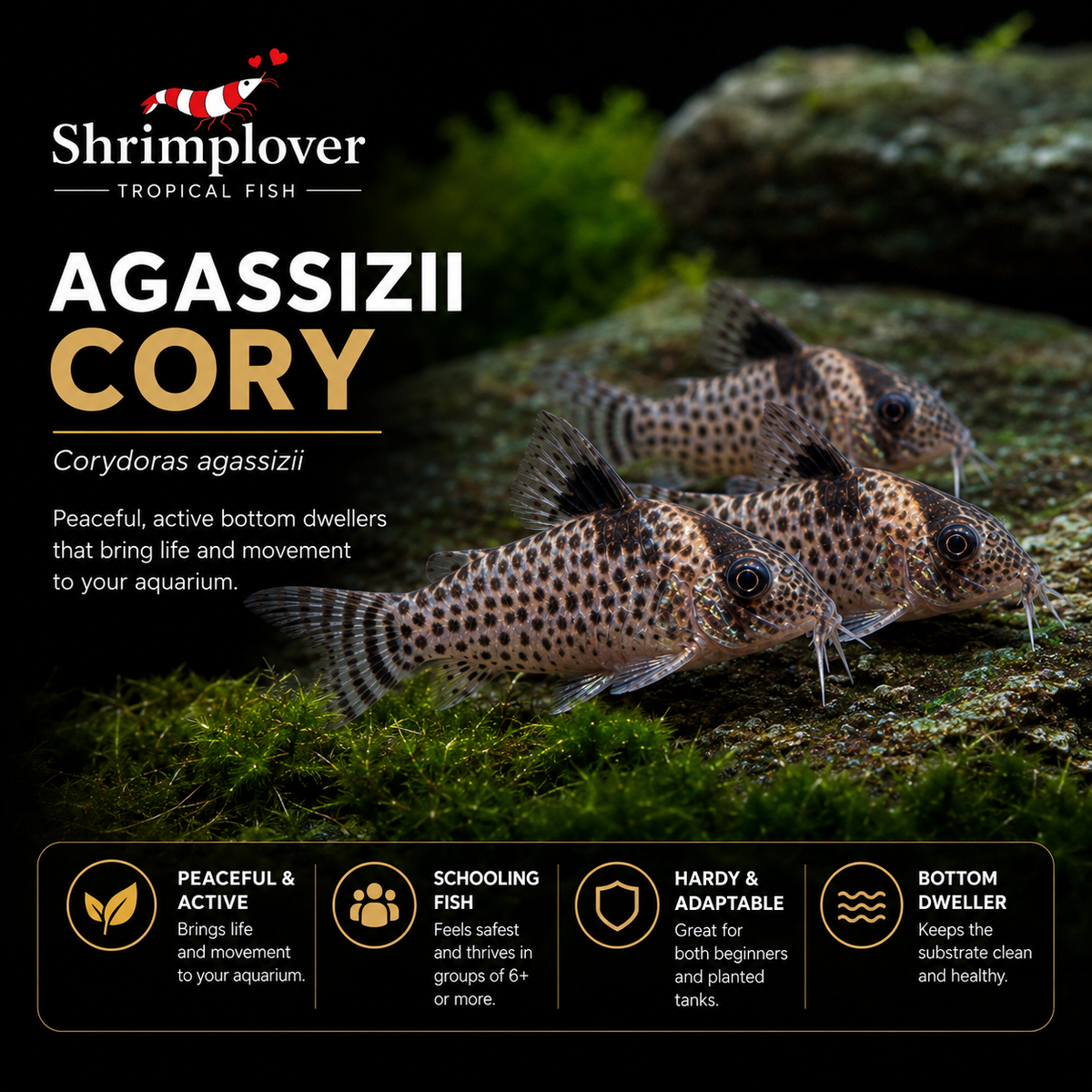 Agassizii Cory