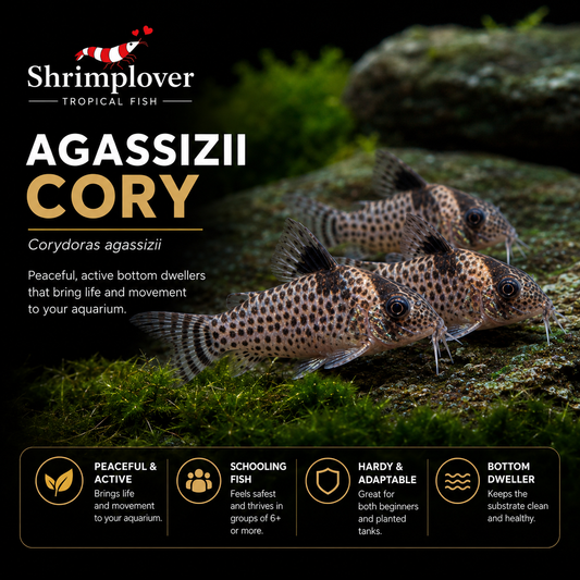 Agassizii Cory
