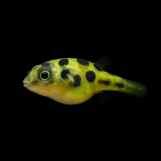 Pea Puffer