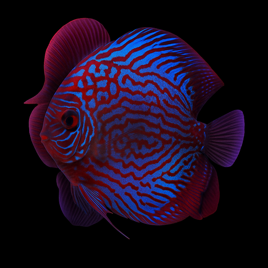 Red Turquoise discus