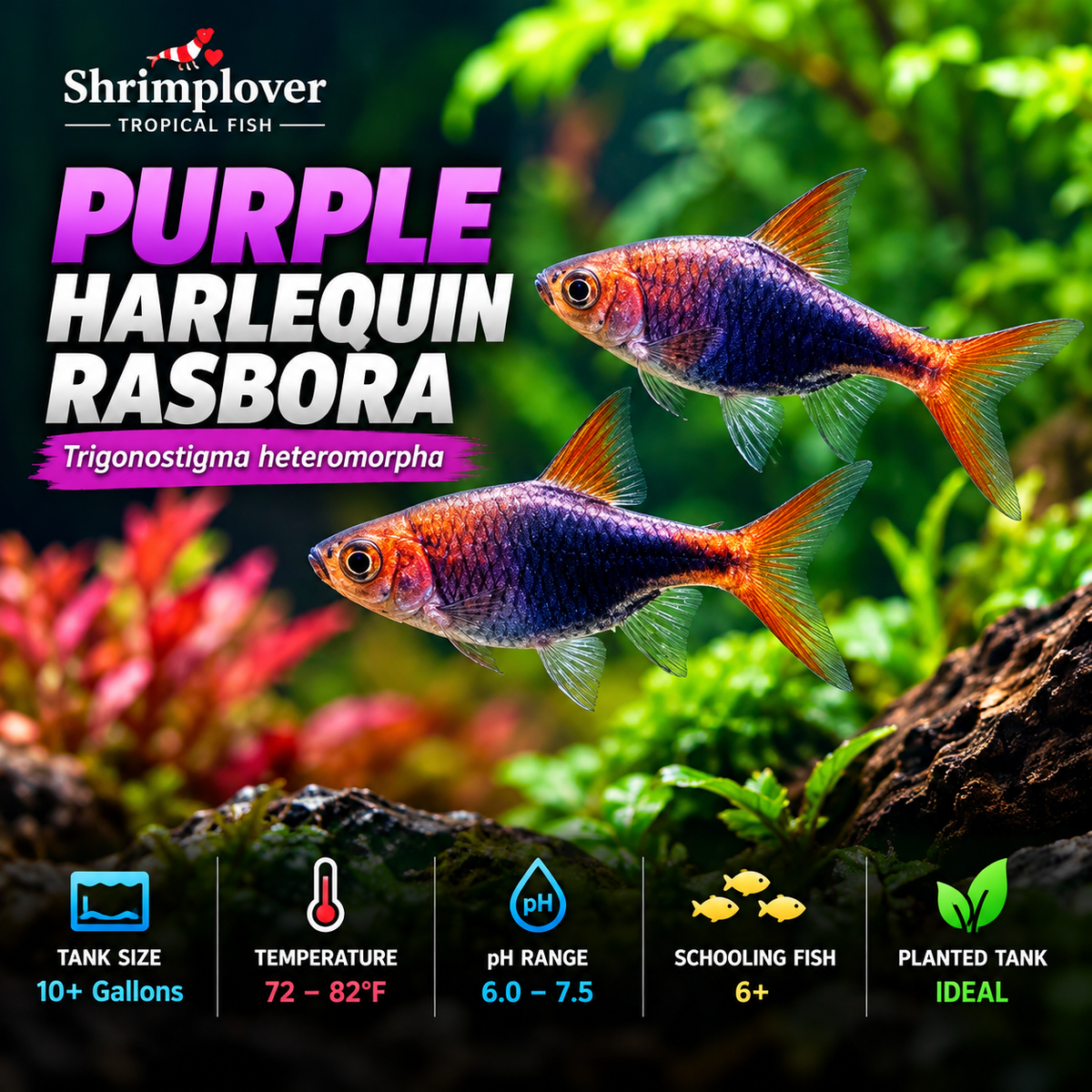 Purple Harlequin Rasbora