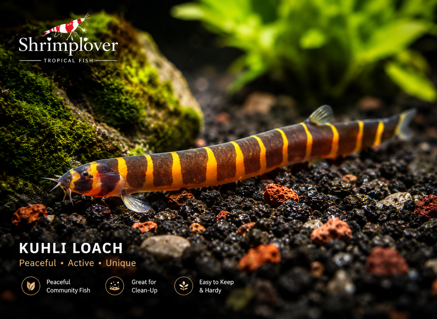 Kuhli Loach