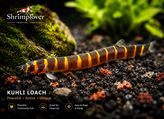 Kuhli Loach