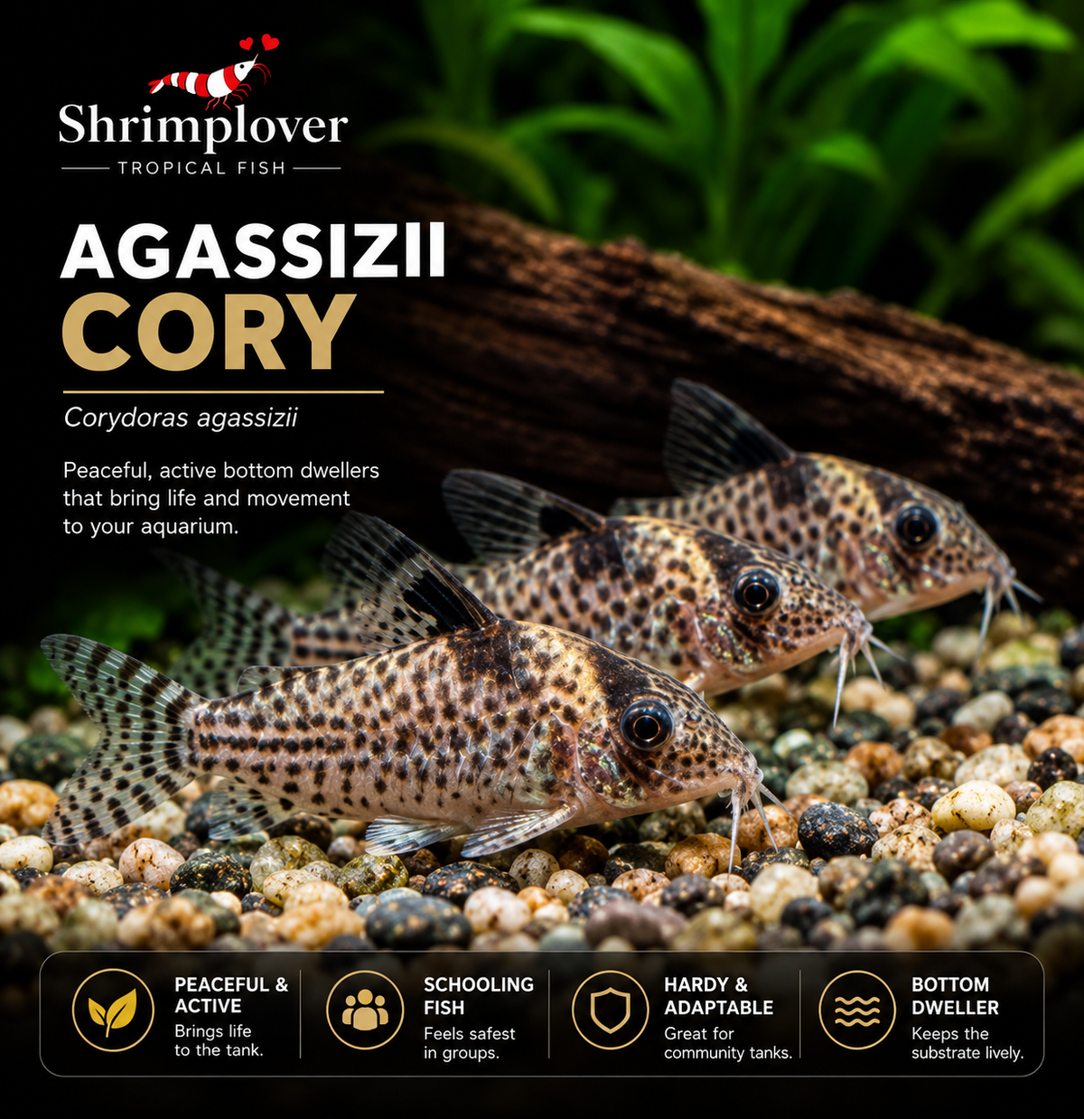 Agassizii Cory