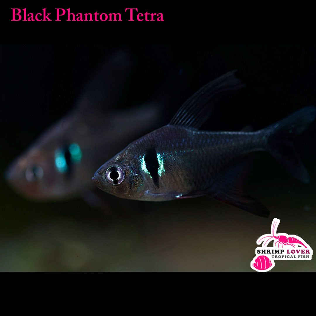 Black Phantom Tetra Hyphessobrycon megalopterus)