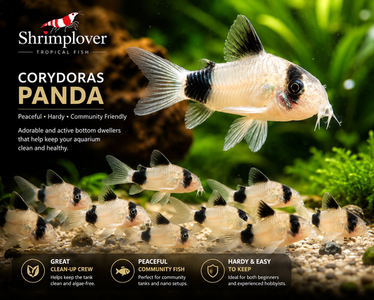 Panda Cory