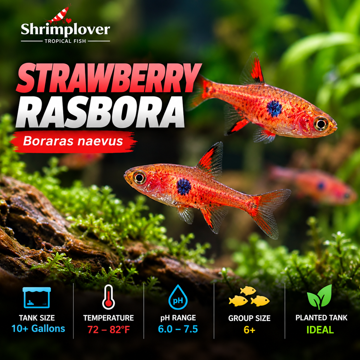 Strawberry Rasbora
