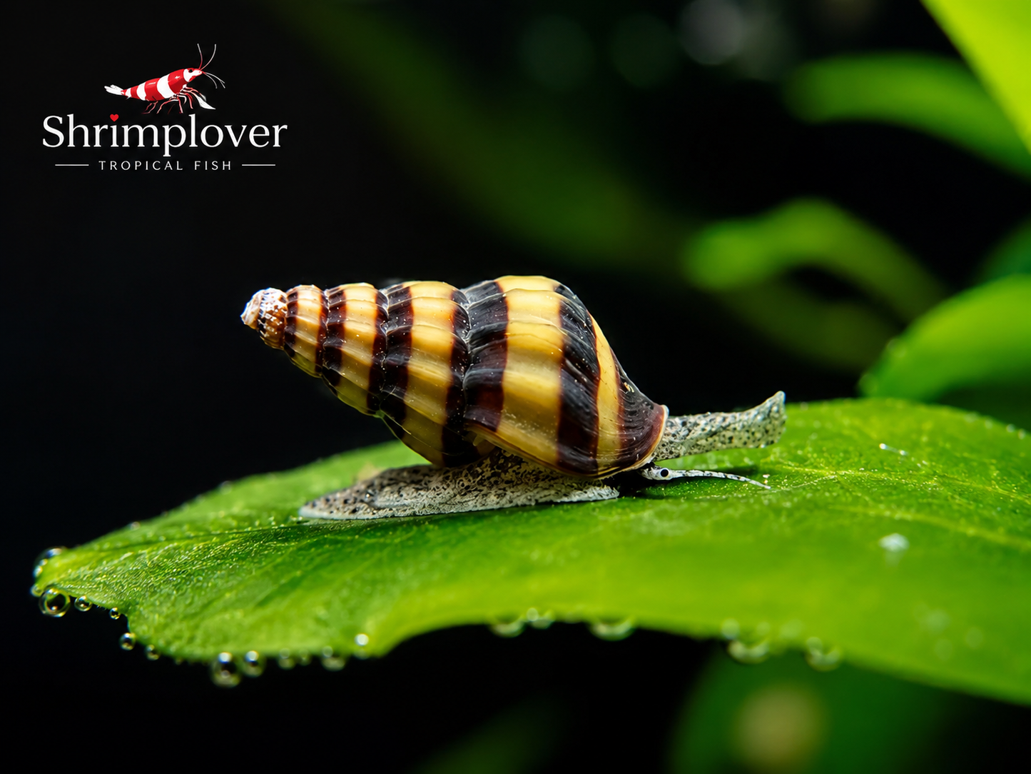 Assassin snail