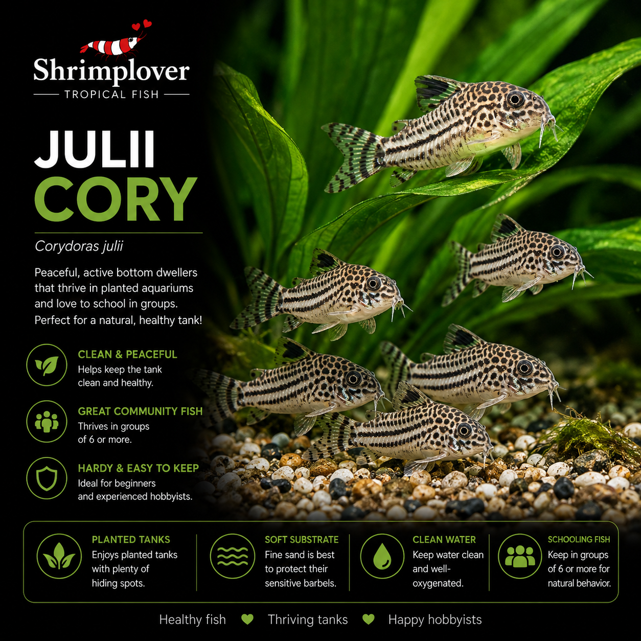 Julii Cory