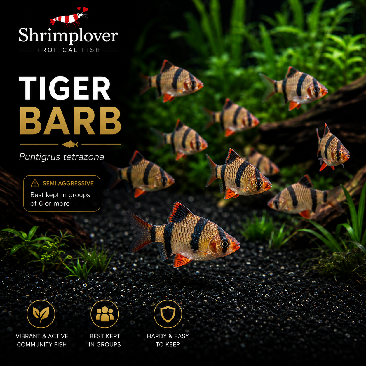 Tiger barb