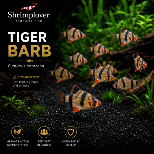 Tiger barb