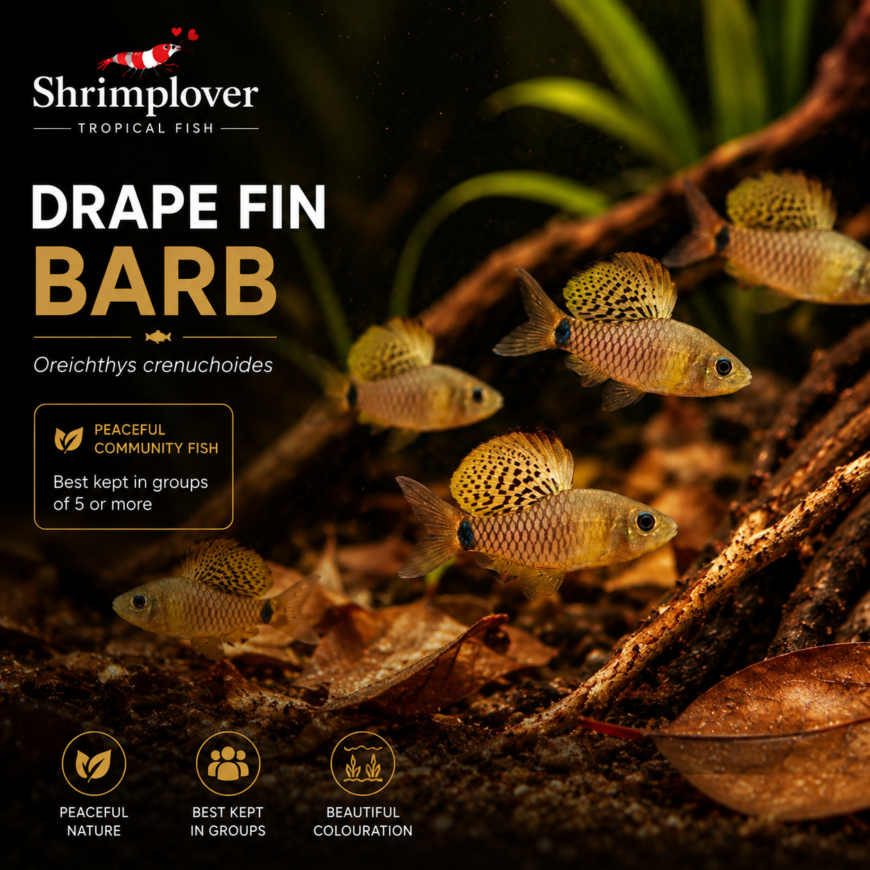 Darpe Fin Barb