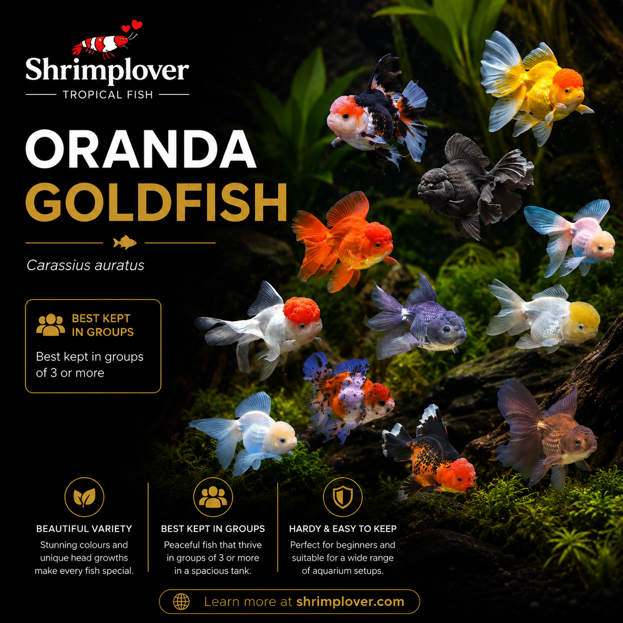 Assorted Oranda Goldfish (Large )