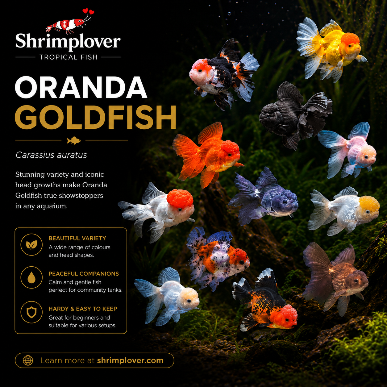 Assorted Oranda Goldfish (Large )