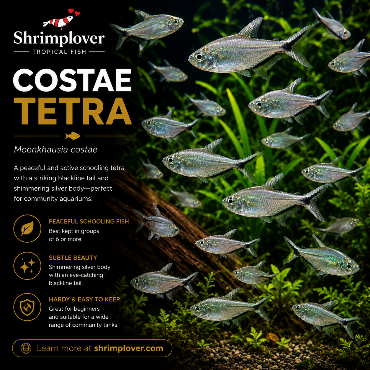 Costae tetra / Black Line Tail Tetra