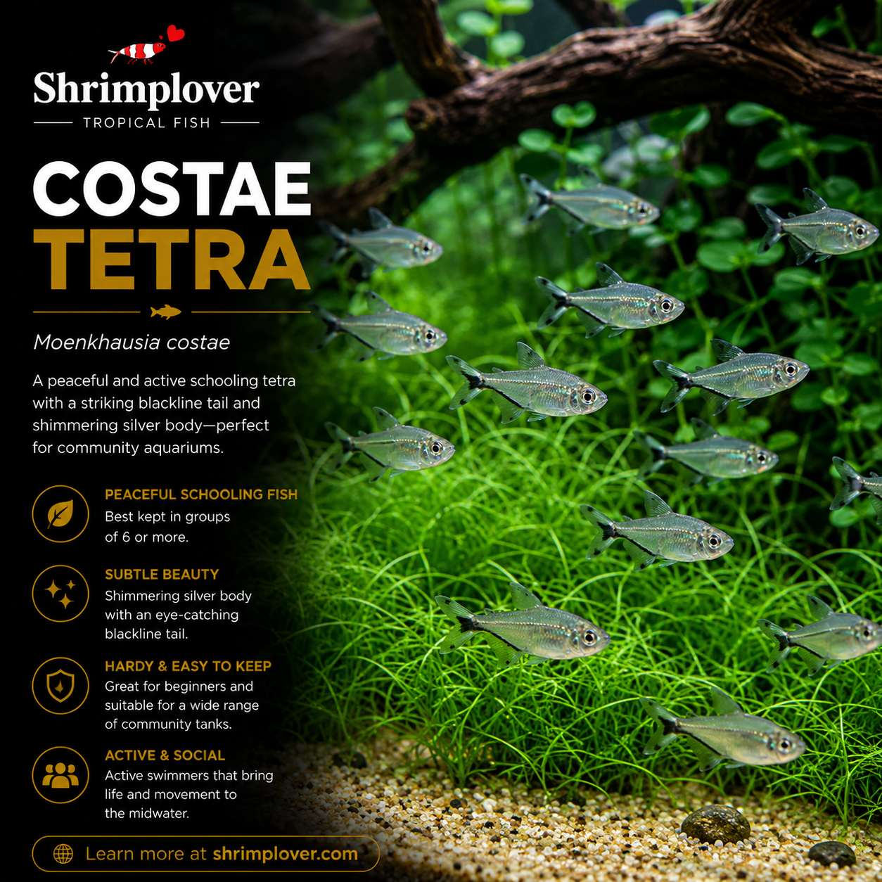 Costae tetra / Black Line Tail Tetra