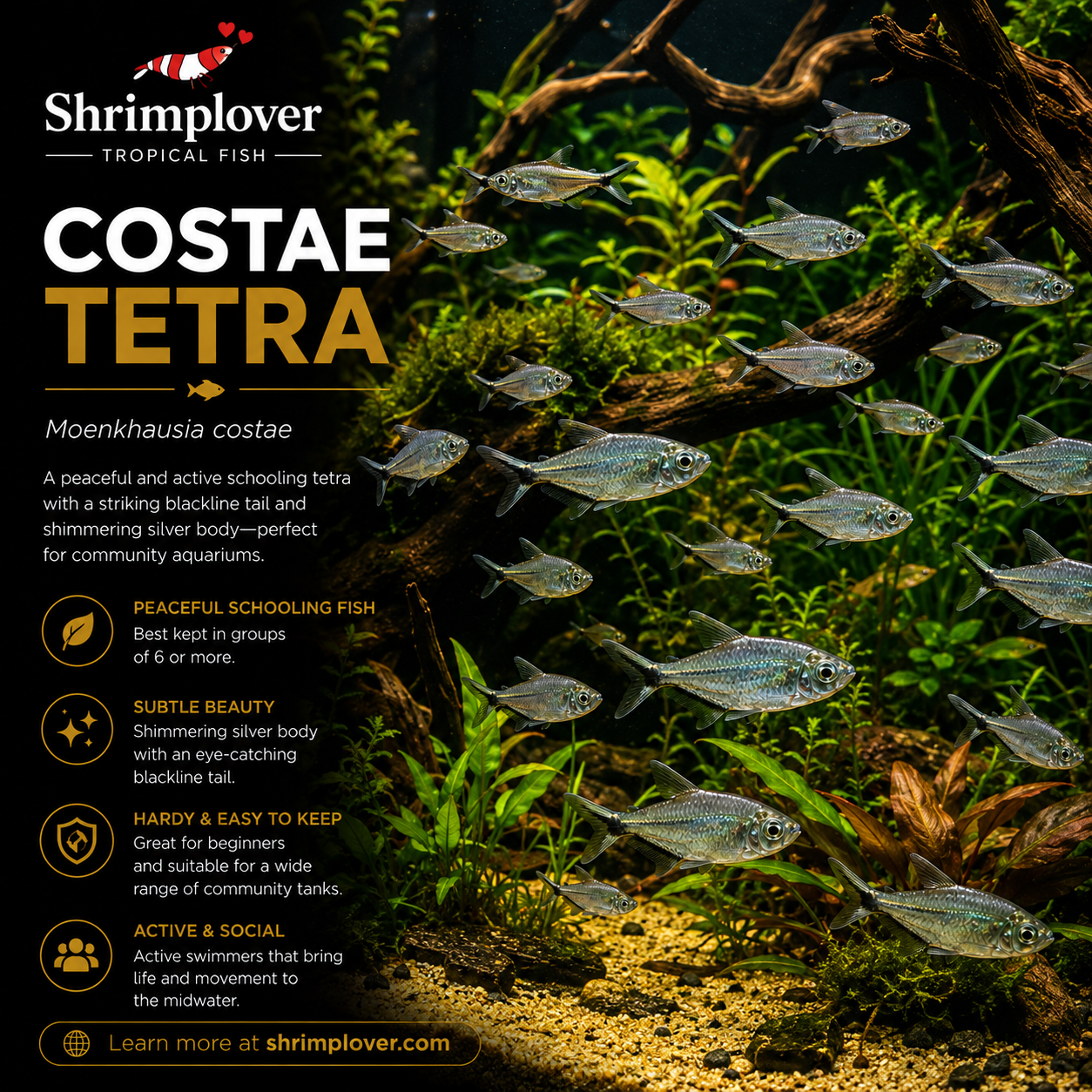 Costae tetra / Black Line Tail Tetra