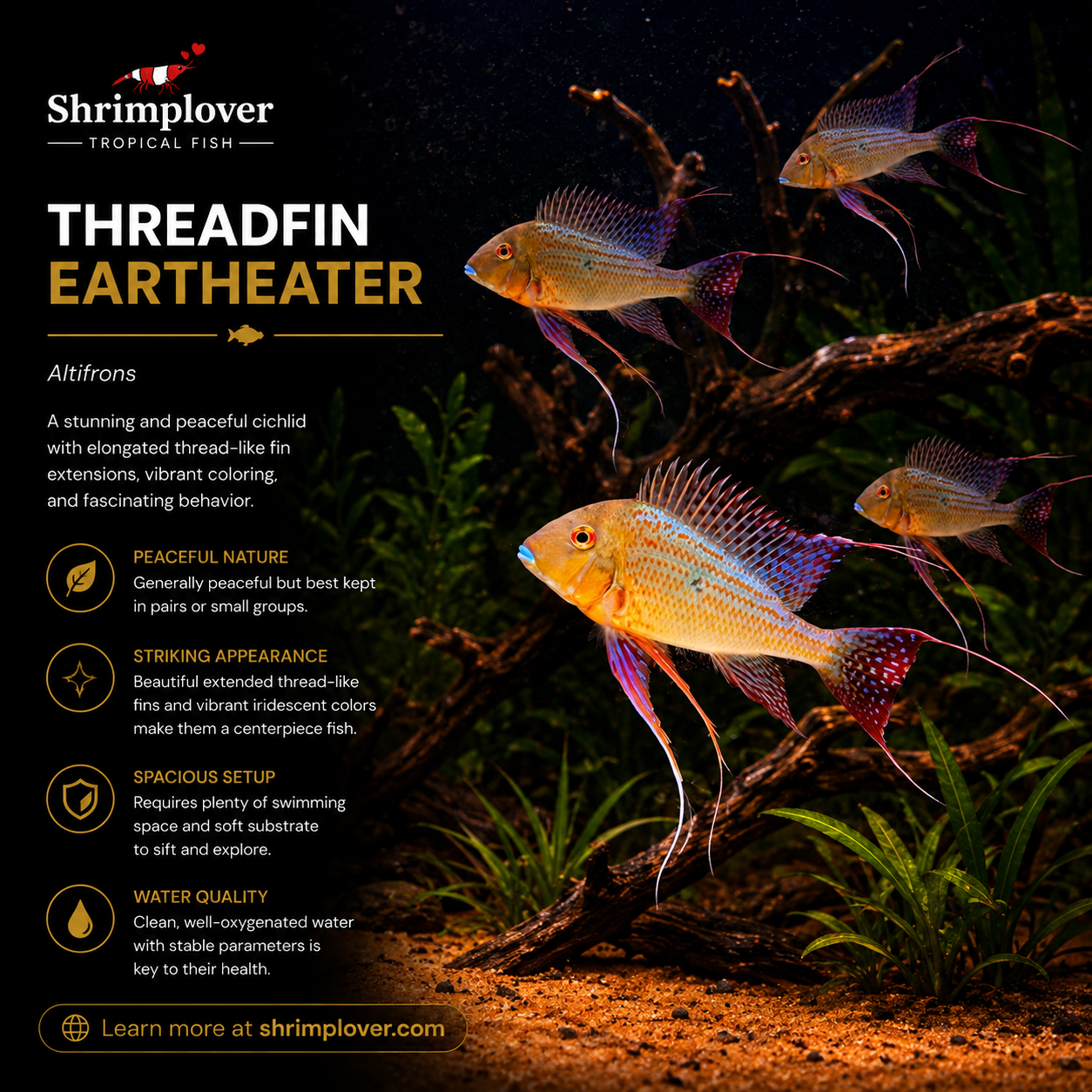 Threadfin Eartheater (Altifrons)