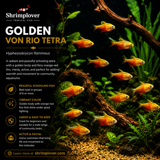 Golden Von Rio tetra